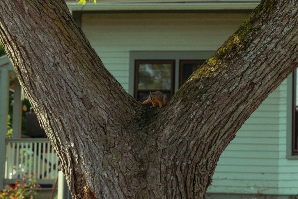 a photo of a squirrel standing on a tree