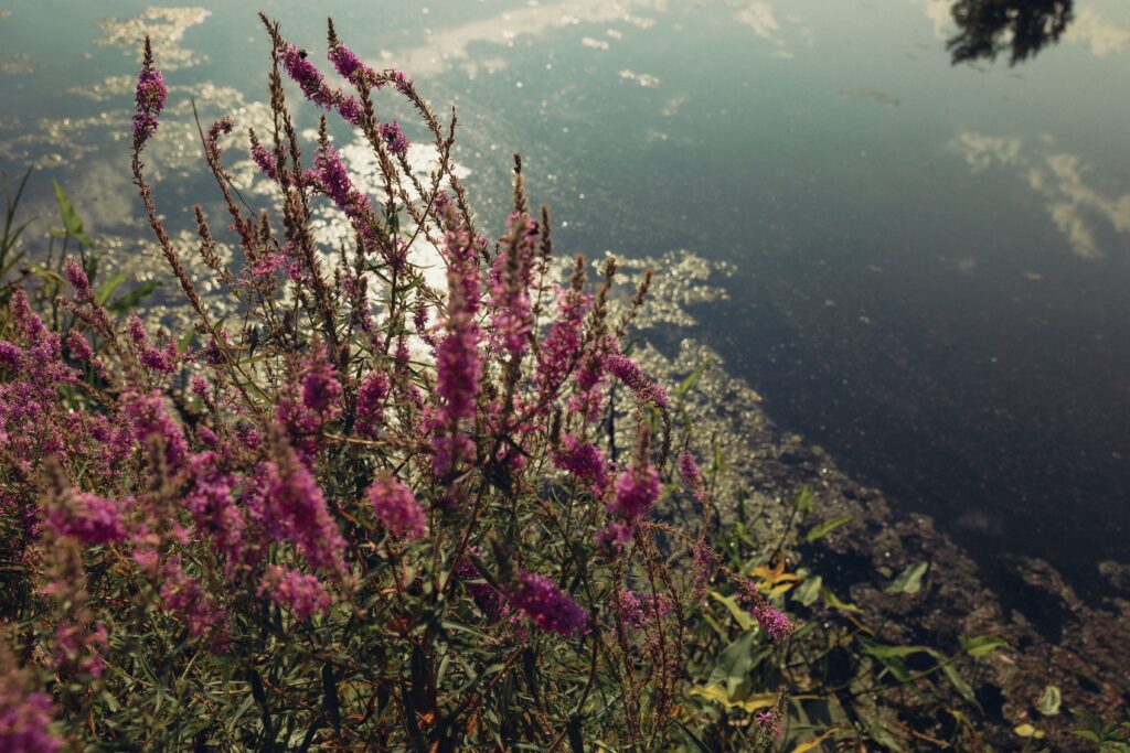 a landscape photo of plants growing in a pond