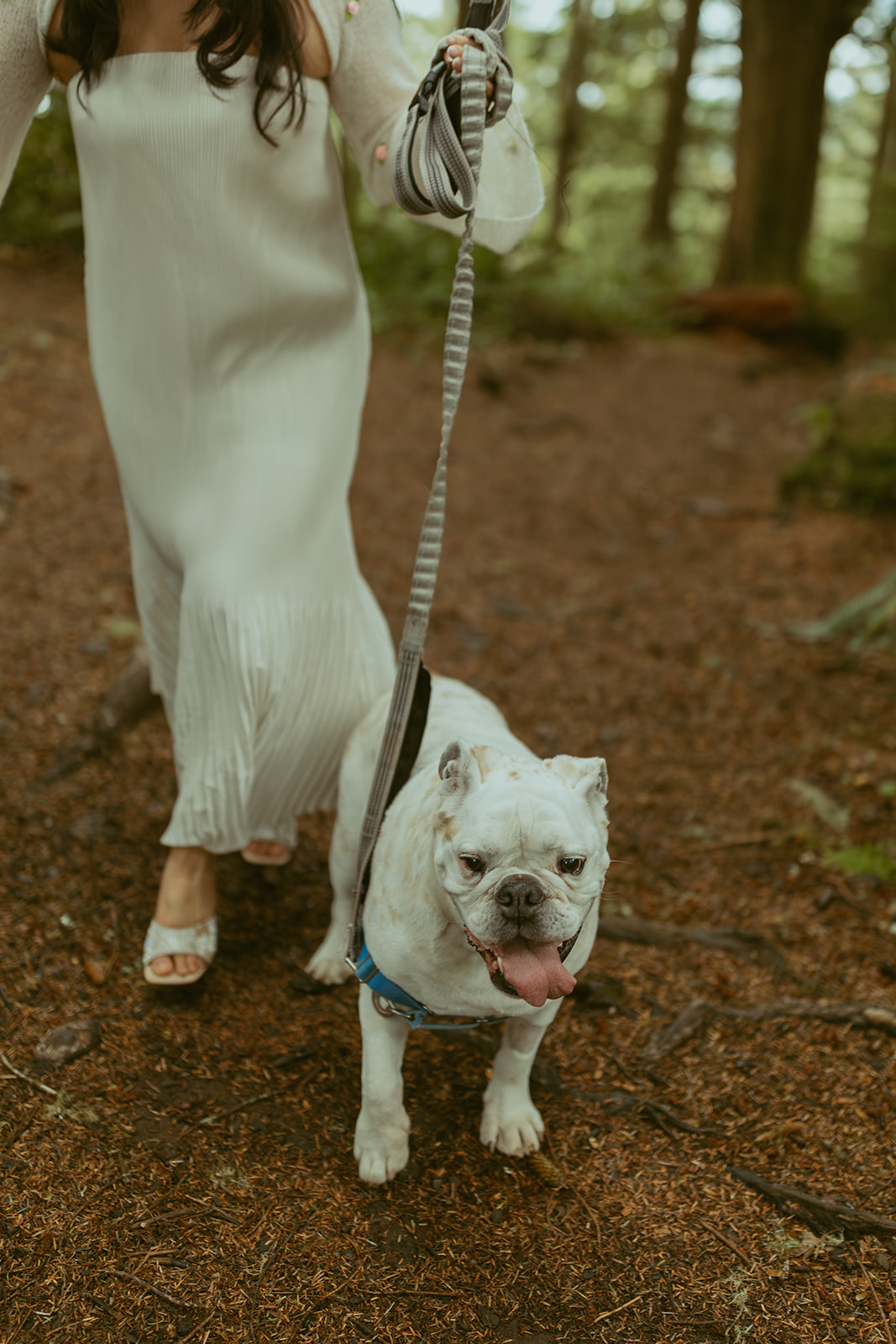 a woman in a white dress walks in the forest with her dog who walks with his tongue hanging out of his mouth during his parents' elopement photoshoot