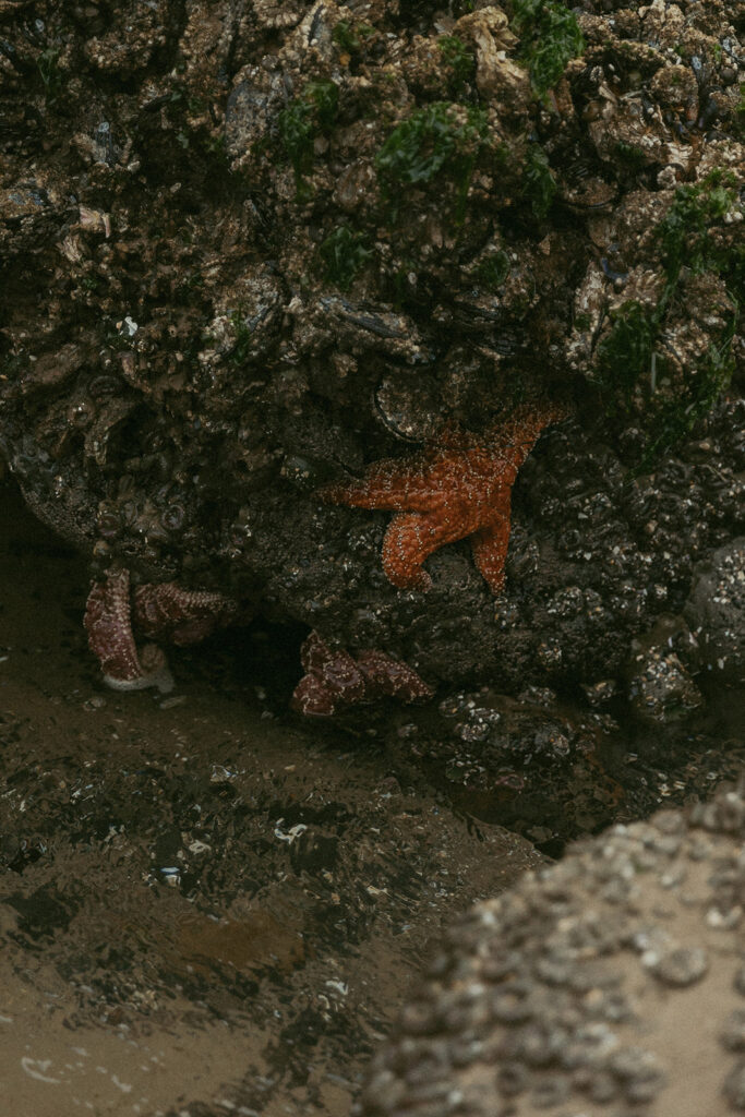 an orange starfish stuck to a rock formation