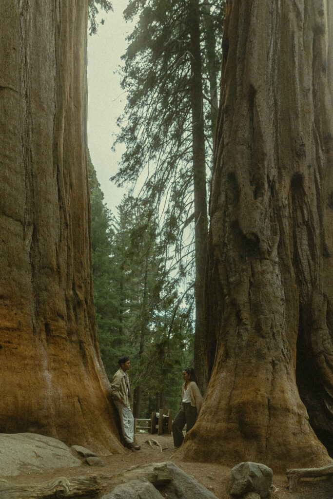 sequoia national park engagement photos where a couple stands face to face between two giant redwood trees